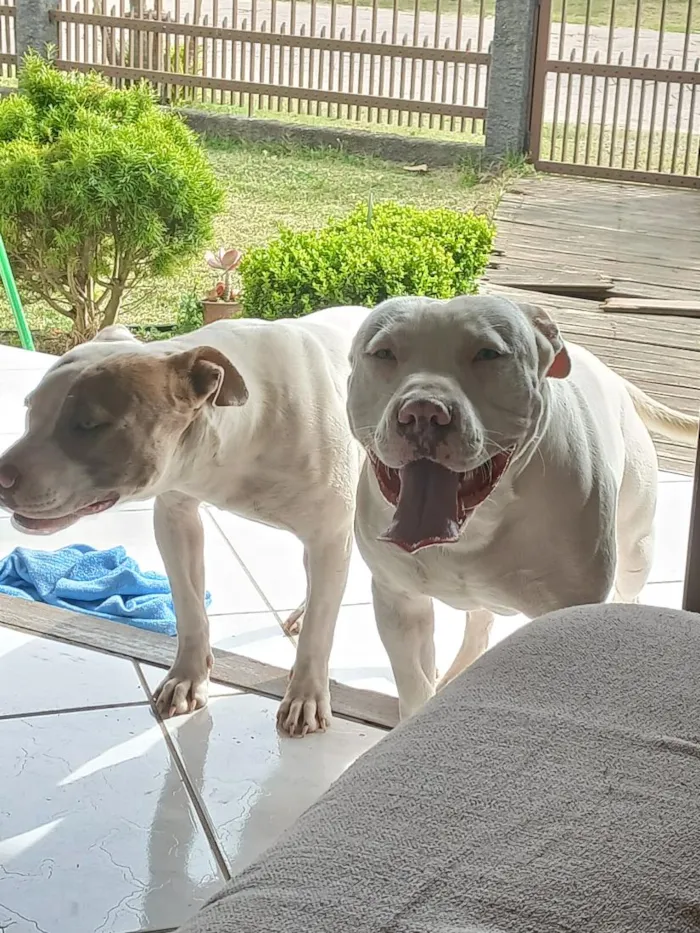 Cachorro raça Pit-Bull idade 1 ano nome Ragnar e Atena