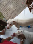 Ragnar e Atena