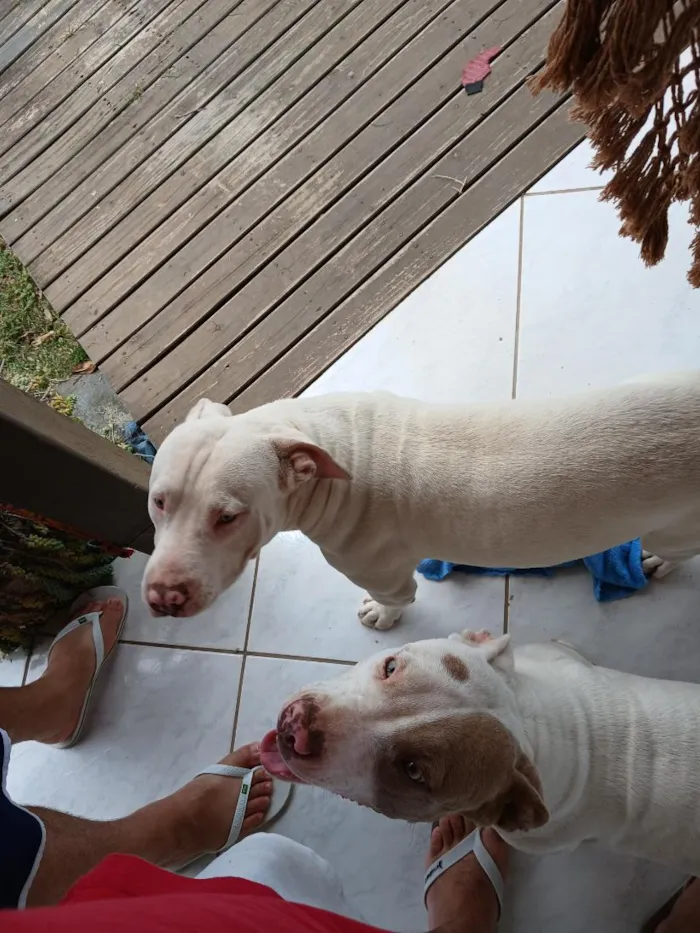 Cachorro raça Pit-Bull idade 1 ano nome Ragnar e Atena
