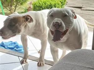 Cachorro raça Pit-Bull idade 1 ano nome Ragnar e Atena