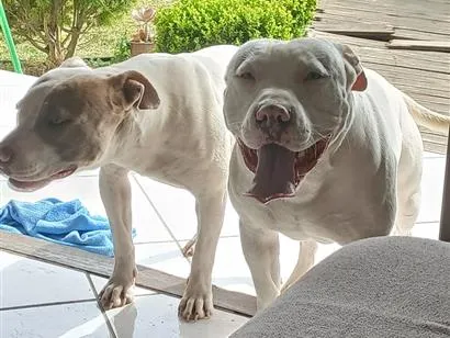 Cachorro raça Pit-Bull idade 1 ano nome Ragnar e Atena