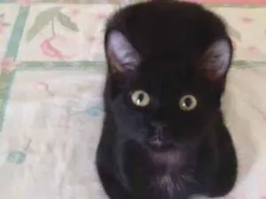 Gato raça SRD-ViraLata idade 2 a 6 meses nome sem nome 