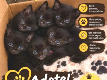Gato raça SRD-ViraLata idade Abaixo de 2 meses nome eles ainda não tem nome