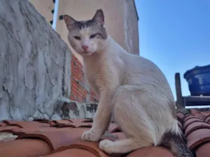 Gato raça SRD-ViraLata idade 1 ano nome Branco