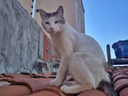 Gato raça SRD-ViraLata idade 1 ano nome Branco