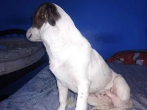 Cachorro raça SRD-ViraLata idade 7 a 11 meses nome Lua