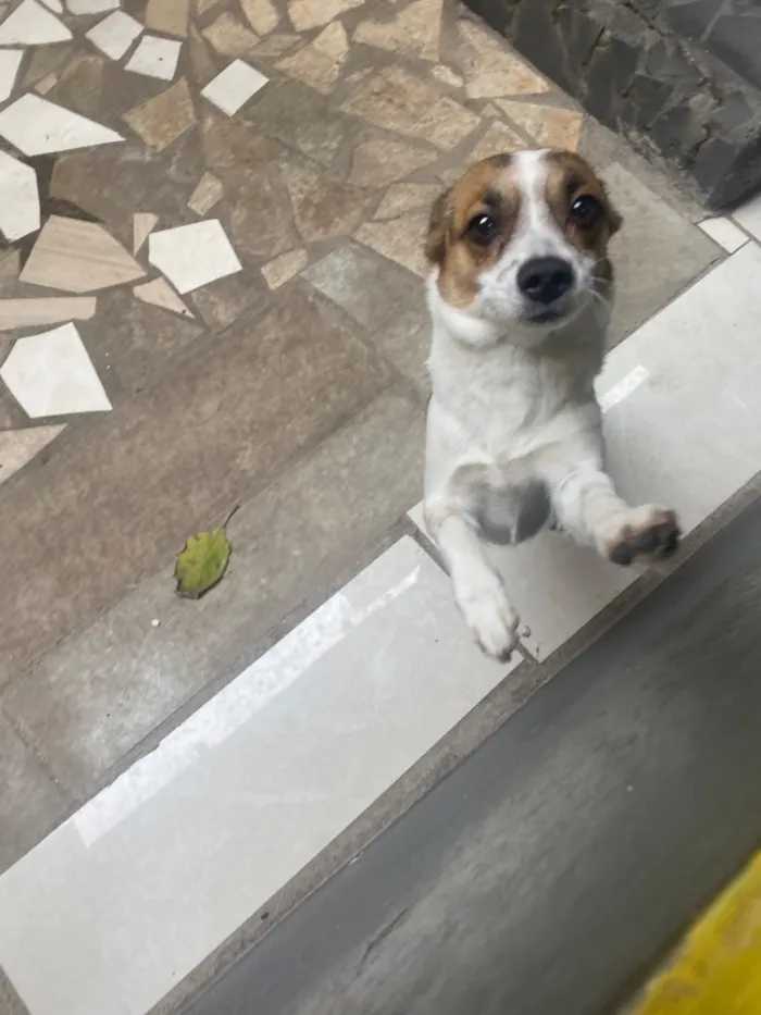 Cachorro raça SRD-ViraLata idade 5 anos nome Ayla