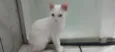 GATINHO BRANCO