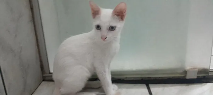 Gato raça SRD-ViraLata idade 2 a 6 meses nome GATINHO BRANCO