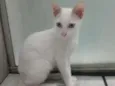 GATINHO BRANCO
