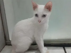 Gato raça SRD-ViraLata idade 2 a 6 meses nome GATINHO BRANCO