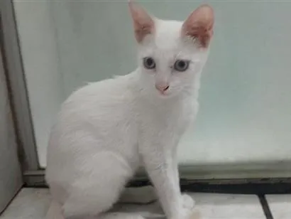 Gato raça SRD-ViraLata idade 2 a 6 meses nome GATINHO BRANCO