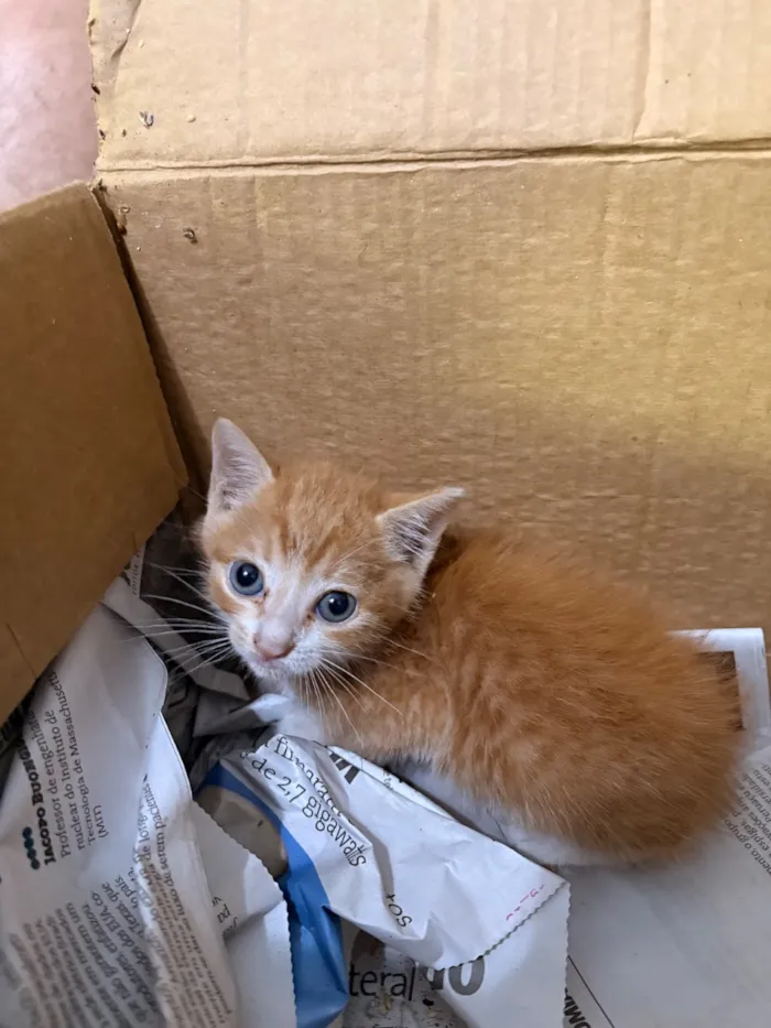 Gato raça SRD-ViraLata idade Abaixo de 2 meses nome Woody