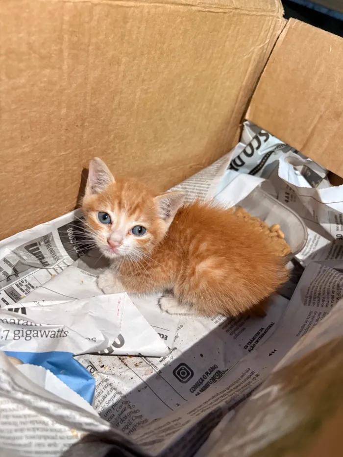 Gato raça SRD-ViraLata idade Abaixo de 2 meses nome Woody