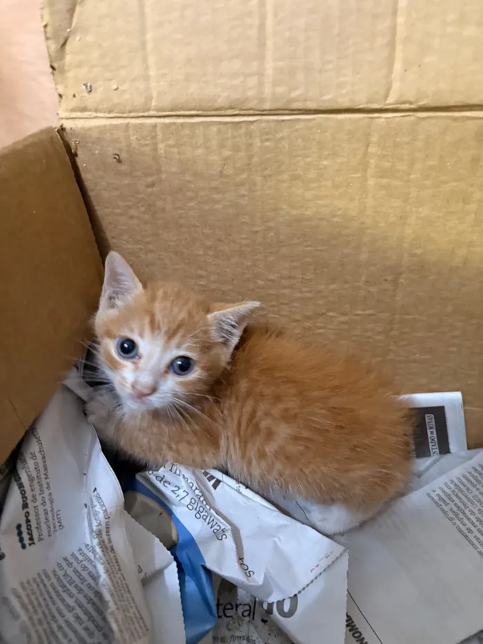 Gato raça SRD-ViraLata idade Abaixo de 2 meses nome Woody