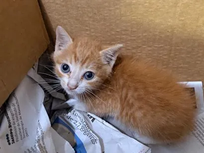 Gato raça SRD-ViraLata idade Abaixo de 2 meses nome Woody