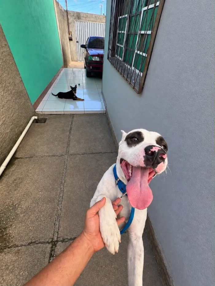 Cachorro raça Pit-Bull idade 1 ano nome OZZY
