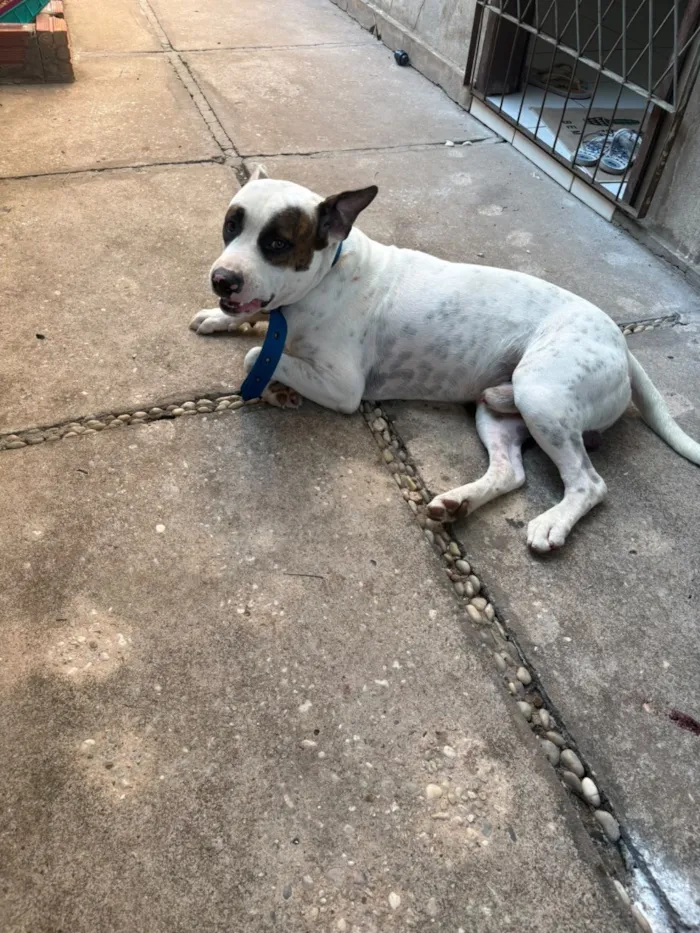 Cachorro raça Pit-Bull idade 1 ano nome OZZY