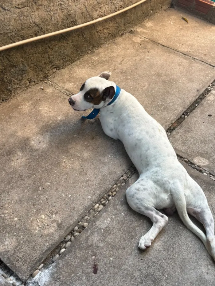Cachorro raça Pit-Bull idade 1 ano nome OZZY