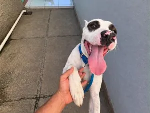 Cachorro raça Pit-Bull idade 1 ano nome OZZY