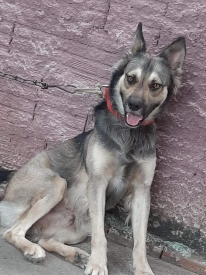Cachorro raça SRD-ViraLata idade 6 ou mais anos nome Rock