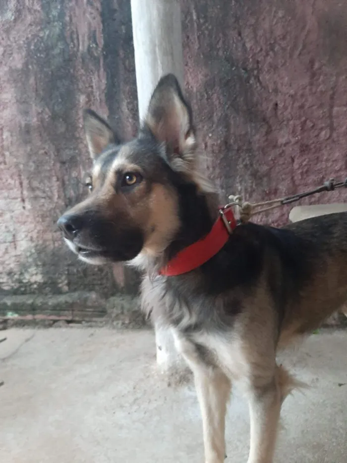 Cachorro raça SRD-ViraLata idade 6 ou mais anos nome Rock