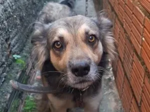 Cachorro raça SRD-ViraLata idade 6 ou mais anos nome Rock