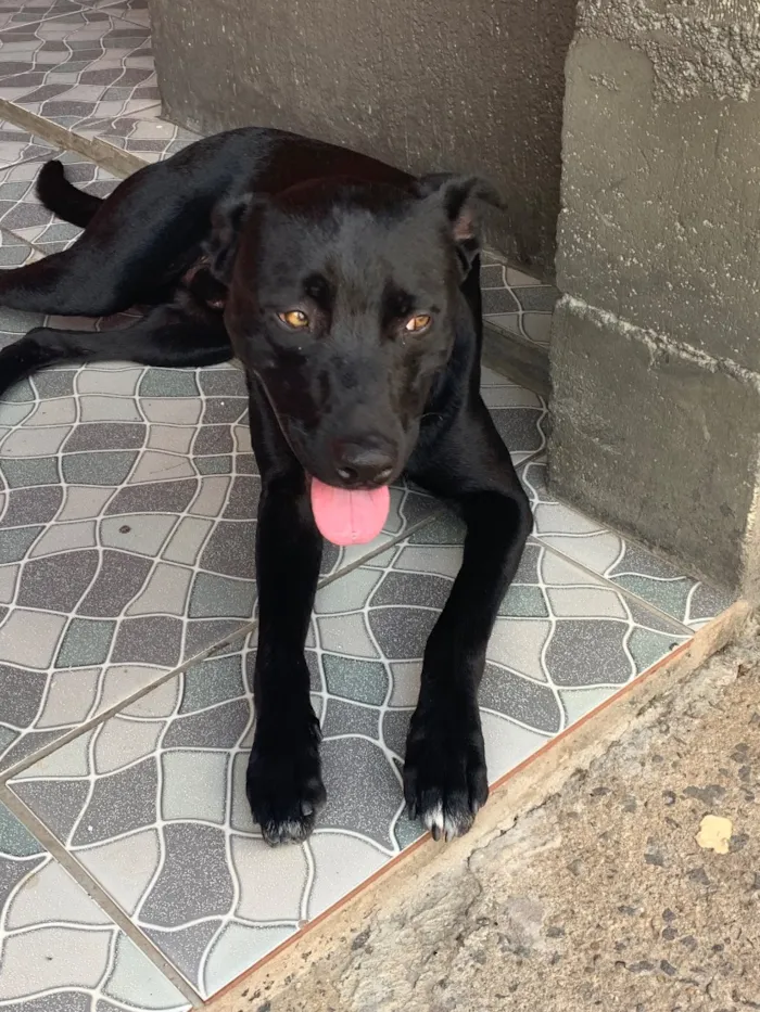 Cachorro raça SRD-ViraLata idade 3 anos nome Thor