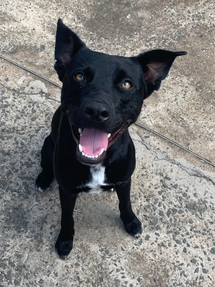 Cachorro raça SRD-ViraLata idade 3 anos nome Thor