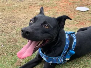 Cachorro raça SRD-ViraLata idade 3 anos nome Thor