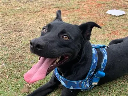 Cachorro raça SRD-ViraLata idade 3 anos nome Thor