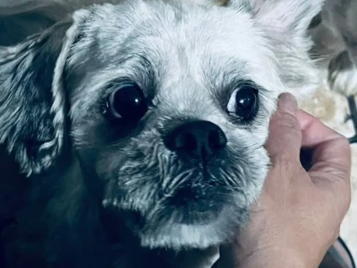 Cachorro raça Shitzu idade 4 anos nome Marley