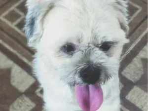 Cachorro raça Shitzu idade 4 anos nome Marley