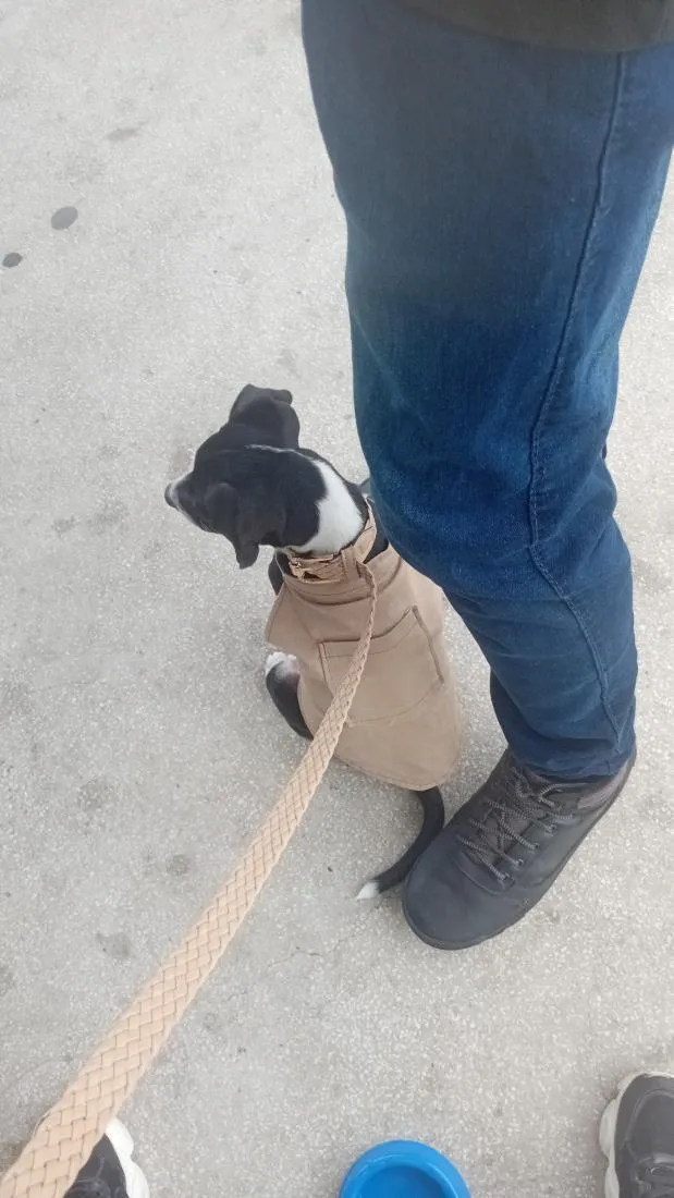 Cachorro raça Basset-Cofap idade 2 a 6 meses nome smoke