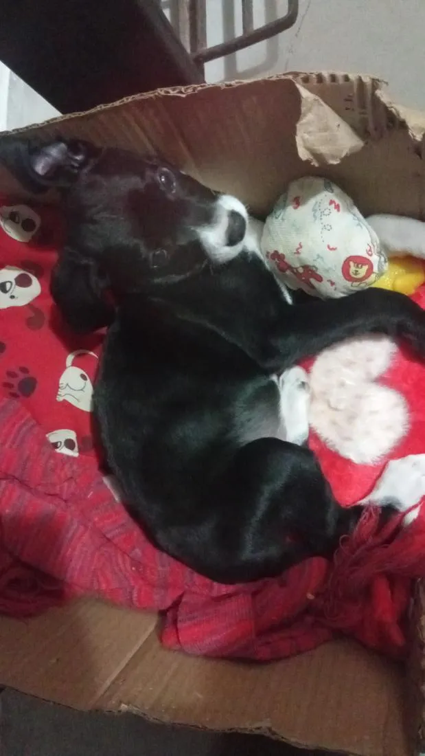 Cachorro raça Basset-Cofap idade 2 a 6 meses nome smoke