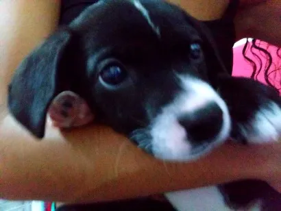 Cachorro raça Basset-Cofap idade 2 a 6 meses nome smoke