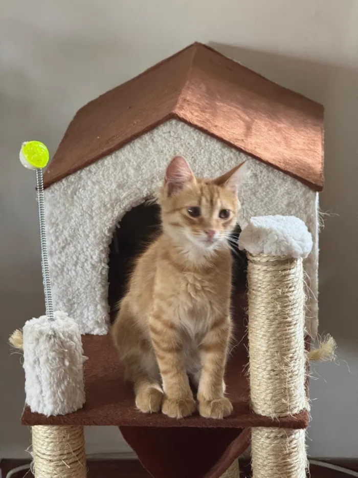 Gato raça SRD-ViraLata idade 1 ano nome Gandalf