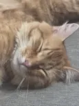 Gandalf