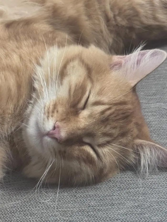 Gato raça SRD-ViraLata idade 1 ano nome Gandalf