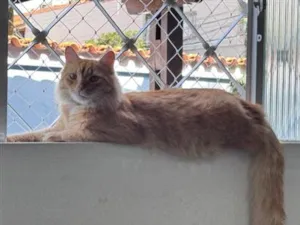 Gato raça SRD-ViraLata idade 1 ano nome Gandalf