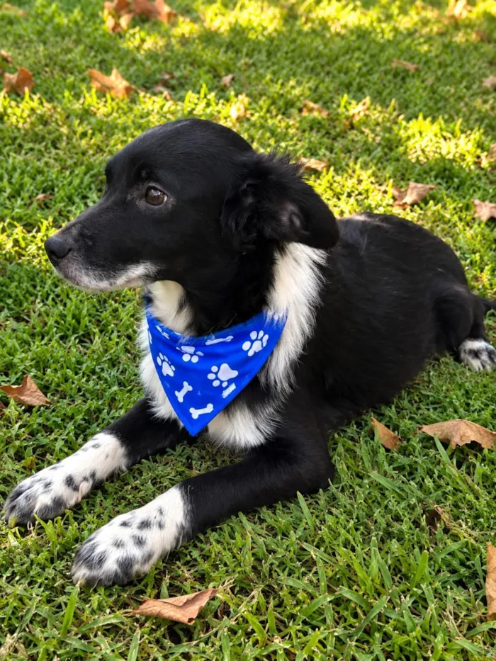 Cachorro raça SRD-ViraLata idade 2 a 6 meses nome Romeu