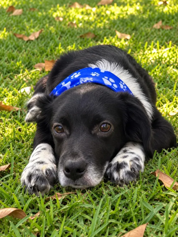 Cachorro raça SRD-ViraLata idade 2 a 6 meses nome Romeu