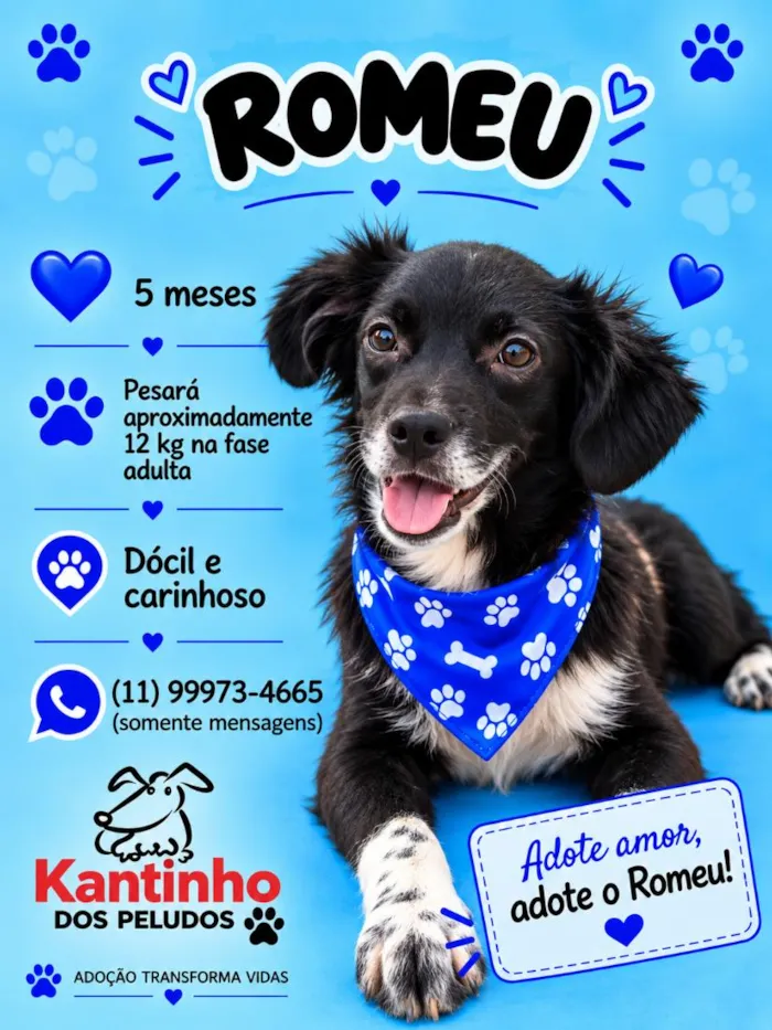 Cachorro raça SRD-ViraLata idade 2 a 6 meses nome Romeu