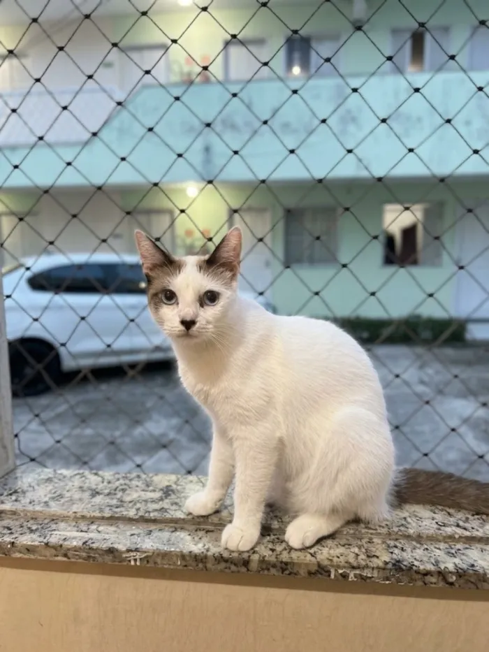 Gato raça SRD-ViraLata idade 7 a 11 meses nome Luna