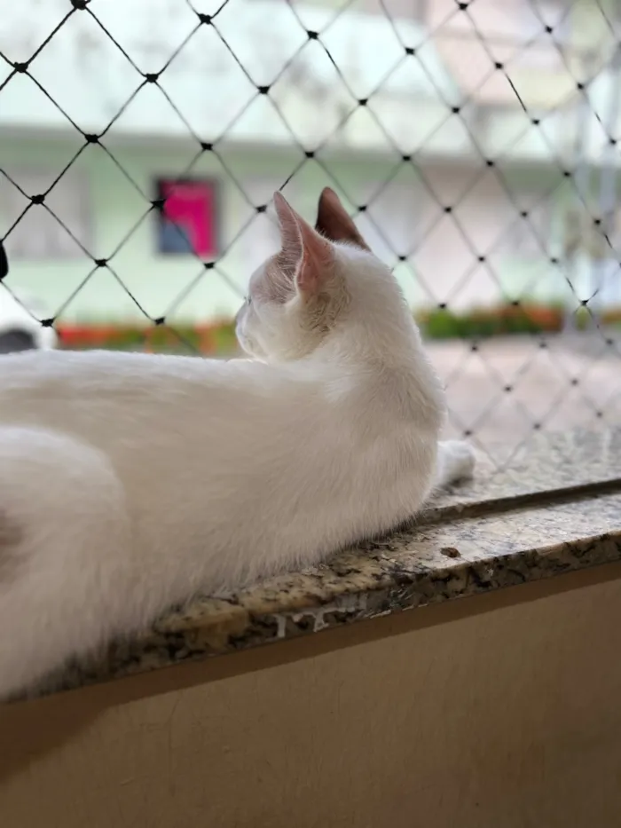 Gato raça SRD-ViraLata idade 7 a 11 meses nome Luna