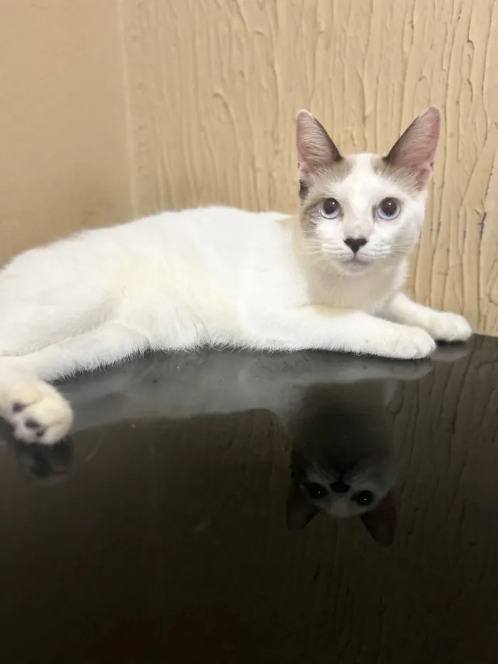 Gato raça SRD-ViraLata idade 7 a 11 meses nome Luna