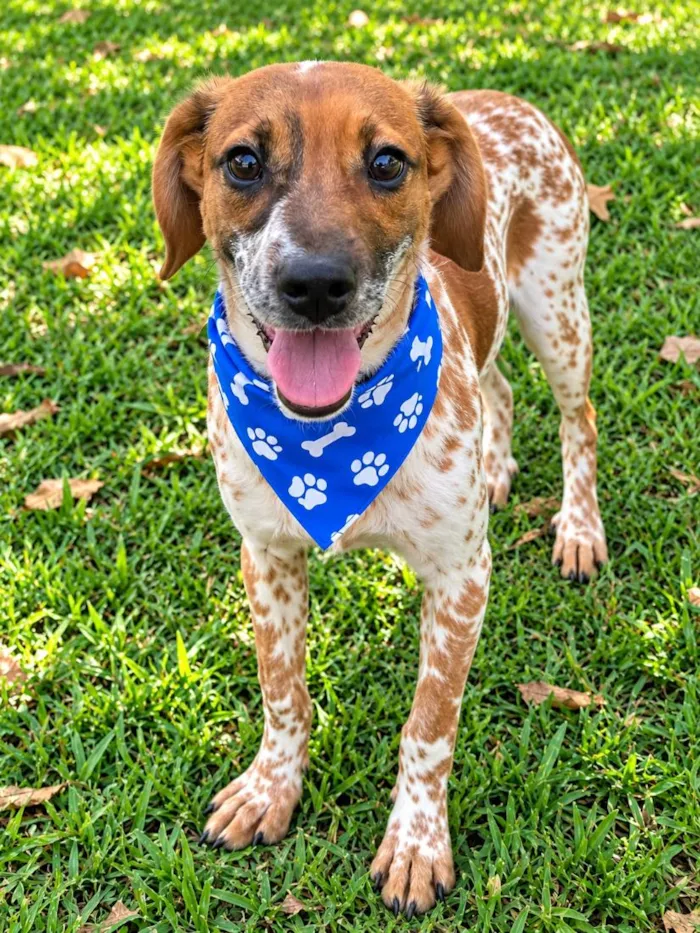 Cachorro raça SRD-ViraLata idade 2 a 6 meses nome Joca
