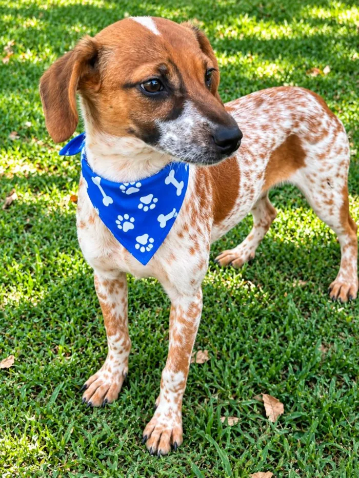 Cachorro raça SRD-ViraLata idade 2 a 6 meses nome Joca