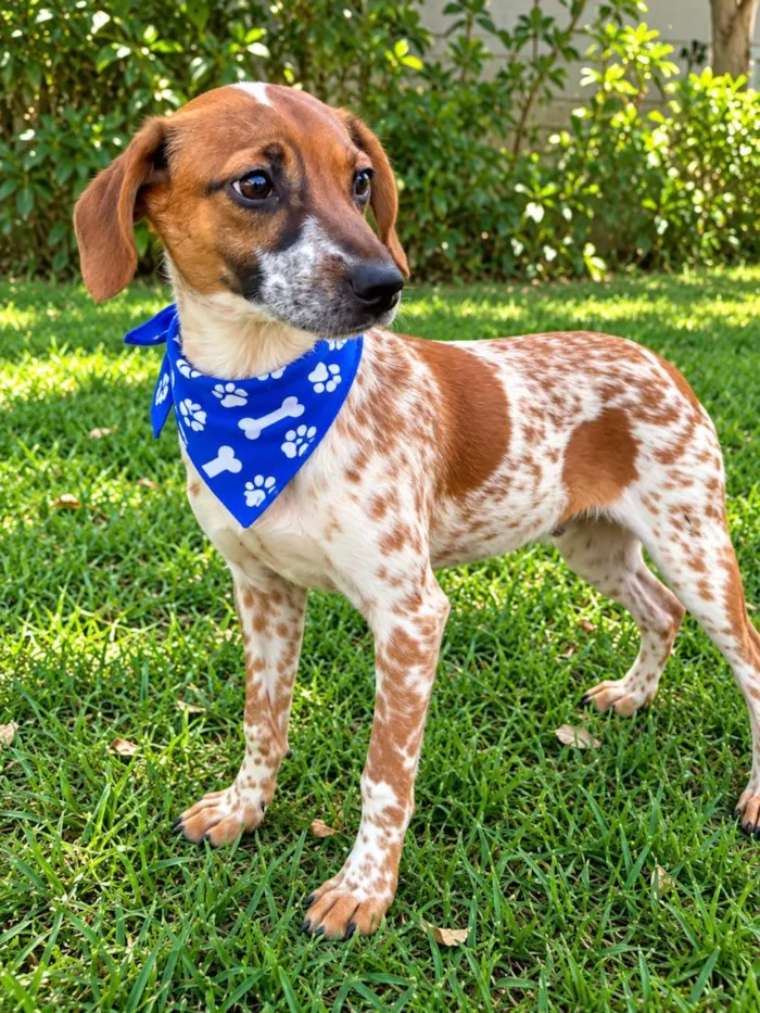Cachorro raça SRD-ViraLata idade 2 a 6 meses nome Joca