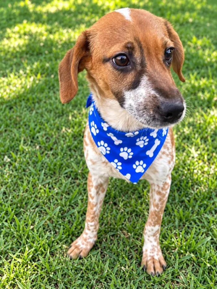 Cachorro raça SRD-ViraLata idade 2 a 6 meses nome Joca